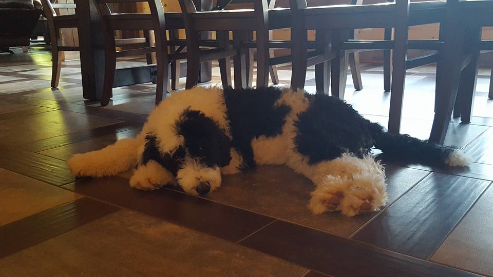 Sheepadoodle va sales