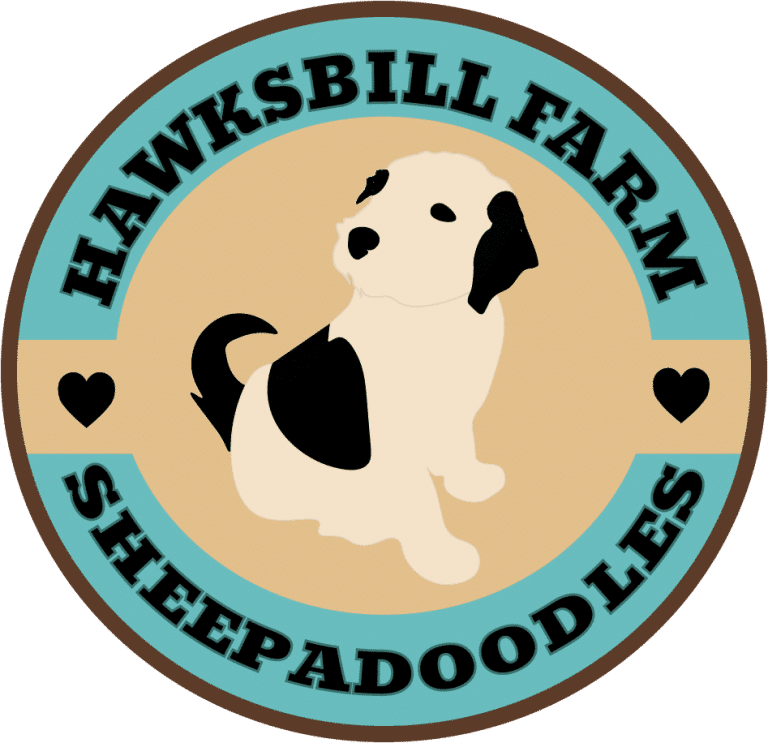 Sheepadoodles - Hawksbill Farm Sheepadoodles | Stanley, VA